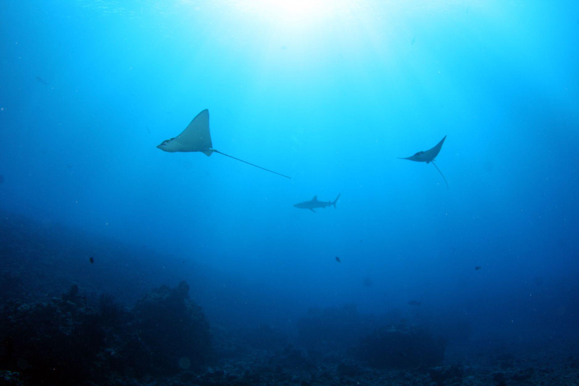 Sharks Bay, Egypt