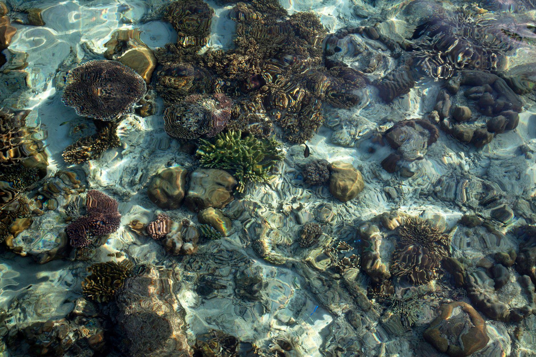 Samadai Reef, Egypt