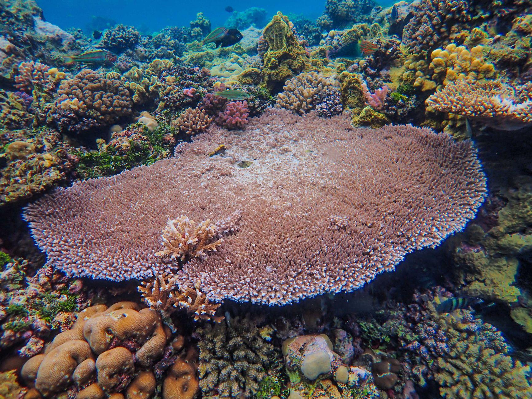 Samadai Reef, Egypt