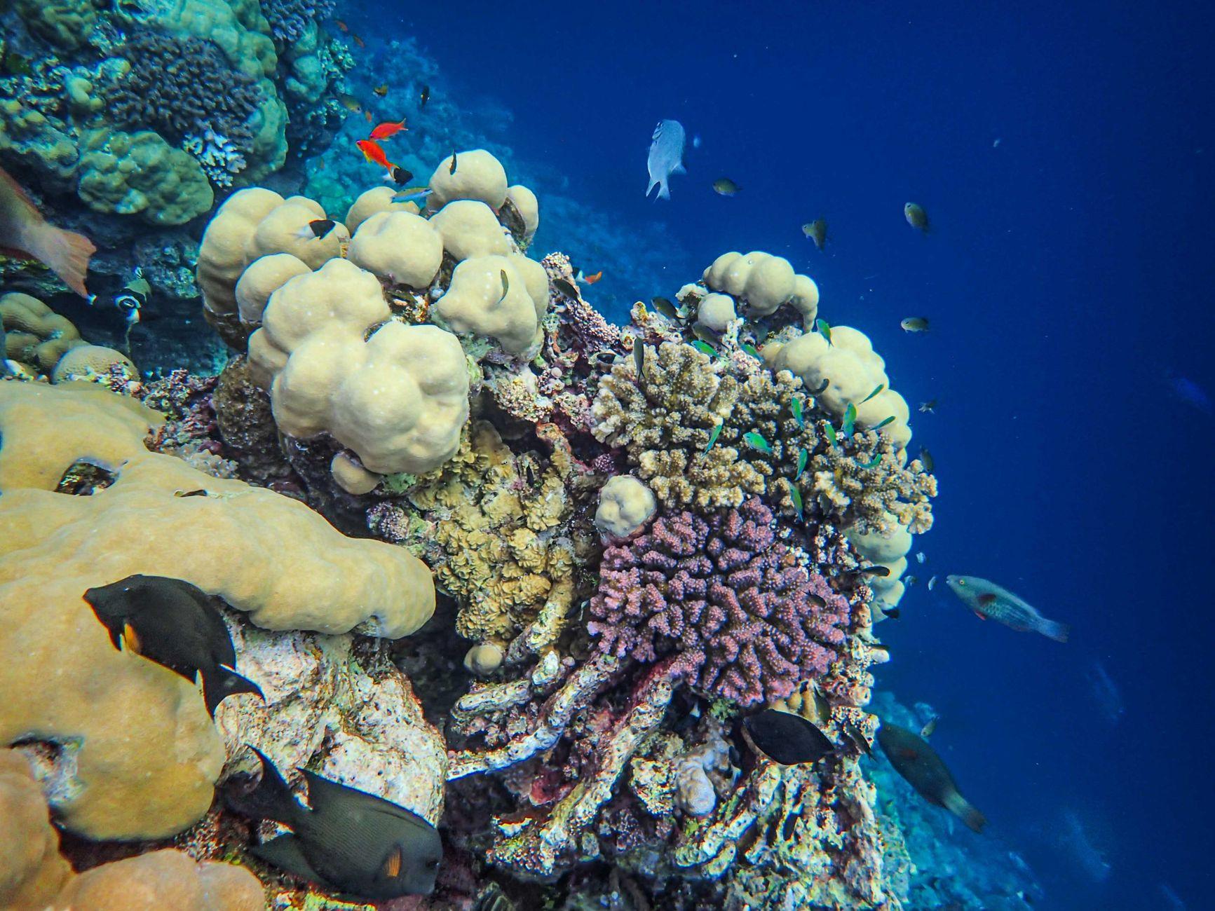Samadai Reef, Egypt