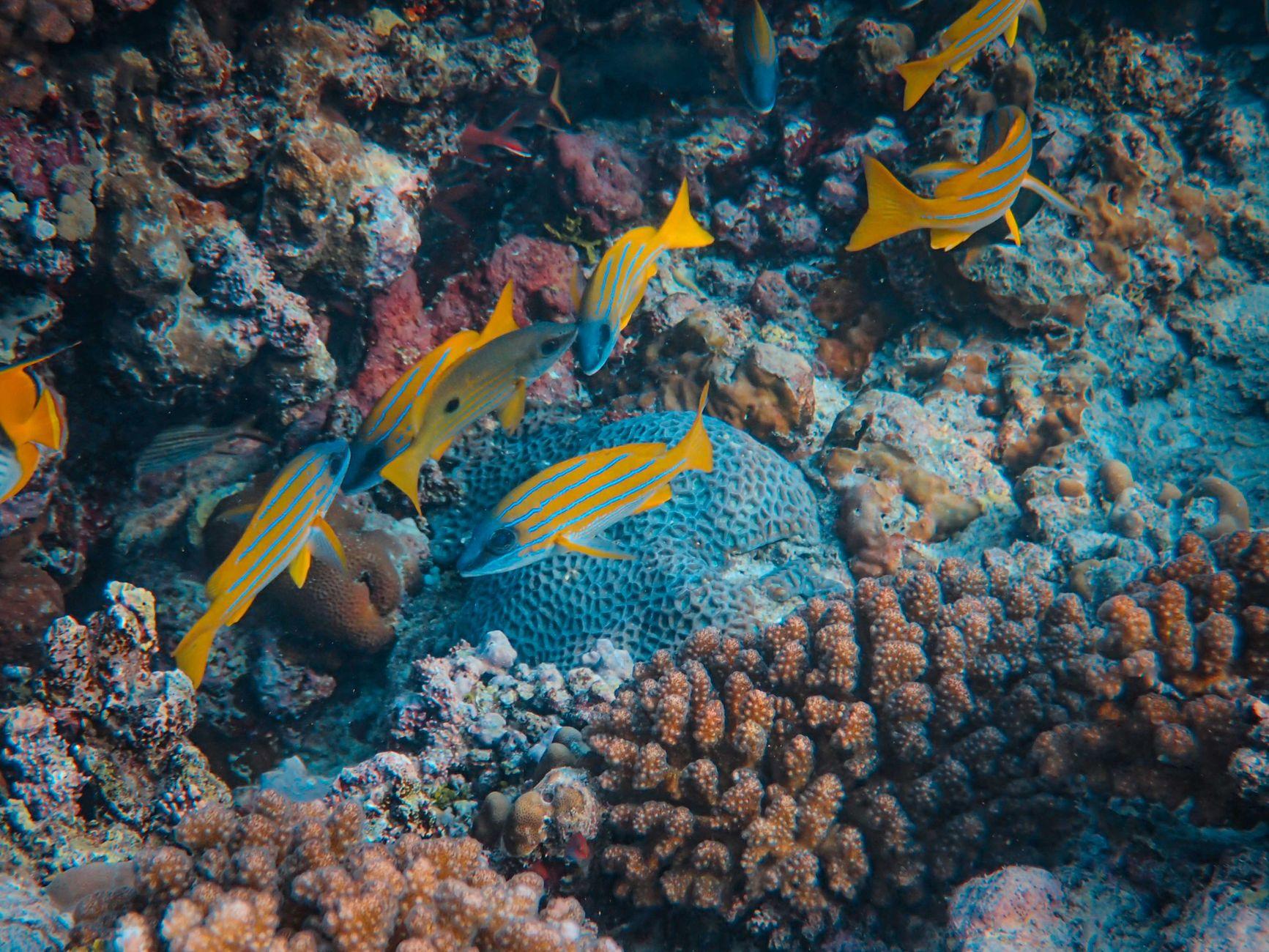 Samadai Reef, Egypt