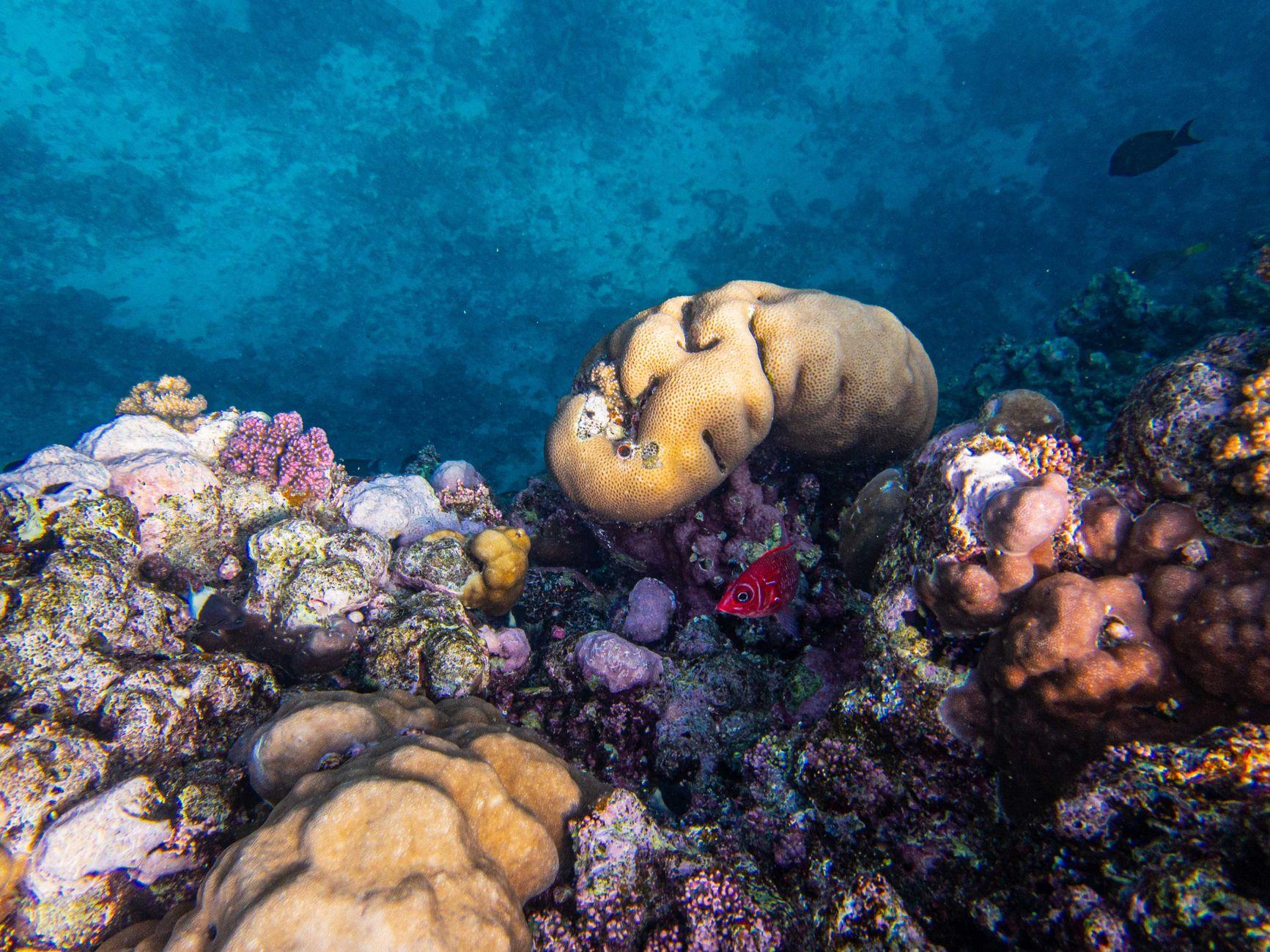 Samadai Reef, Egypt