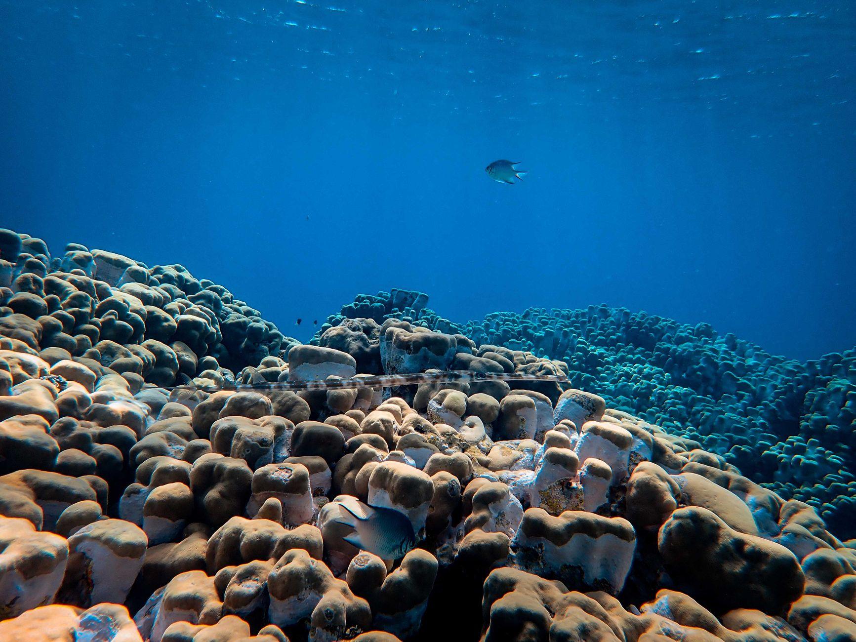 Samadai Reef, Egypt