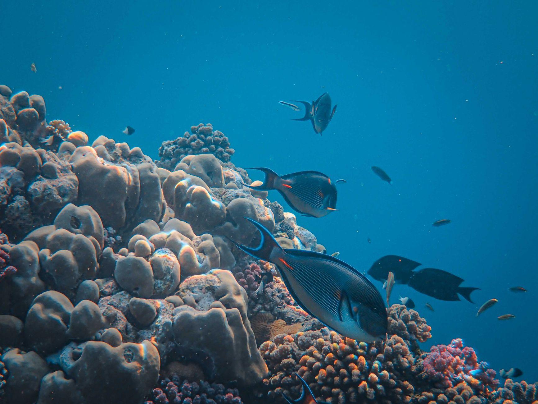 Samadai Reef, Egypt